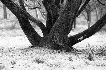 Black and white close-up of frosty tree trunk in winter