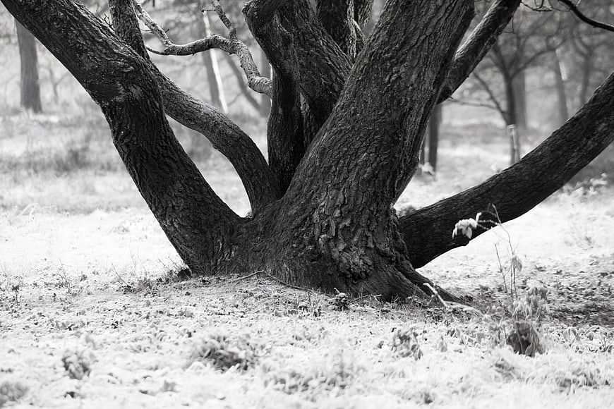 Black and white close-up of frosty tree trunk in winter