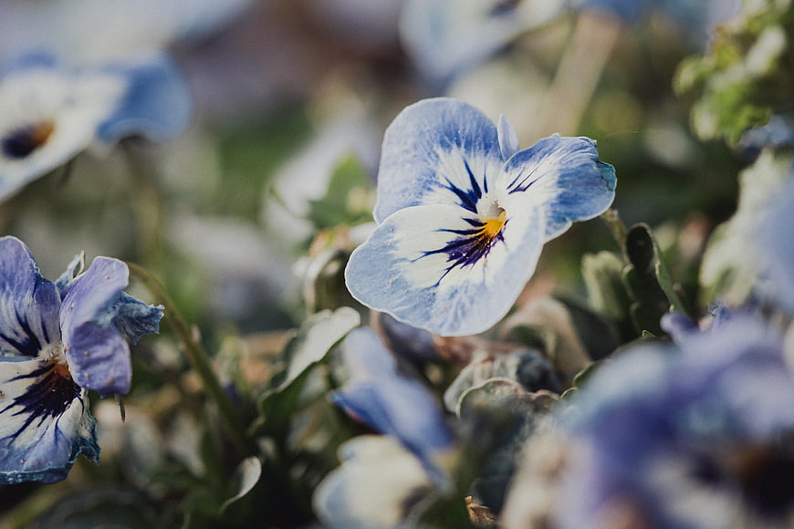 Close-up of delicate blue and white pansy flowers in a garden