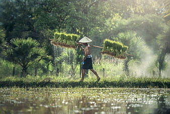 Asian farmer carrying rice seedlings in paddy field