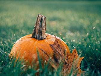 Orange pumpkin with maple leaf on dewy green grass