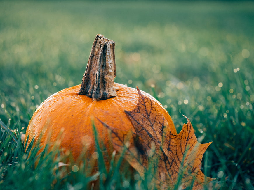 Orange pumpkin with maple leaf on dewy green grass