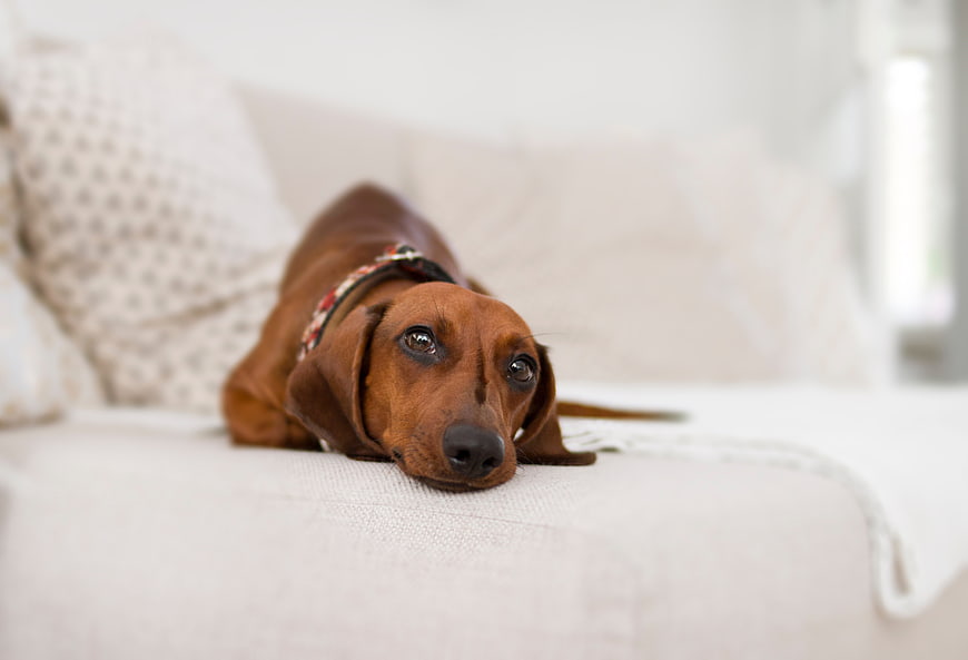 Sad brown dachshund dog lying on white sofa