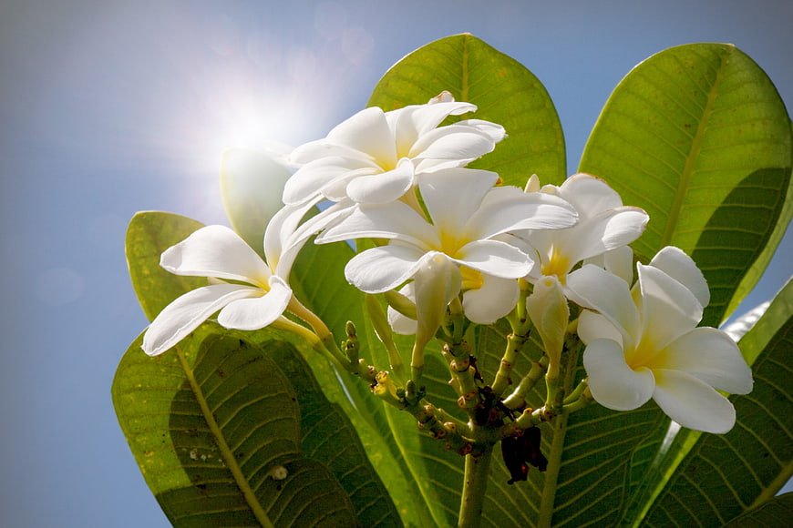 White Plumeria Flowers Backlit by Sun Against Blue Sky