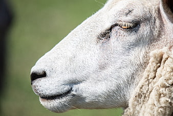 Close-up profile of a white sheep face with green background