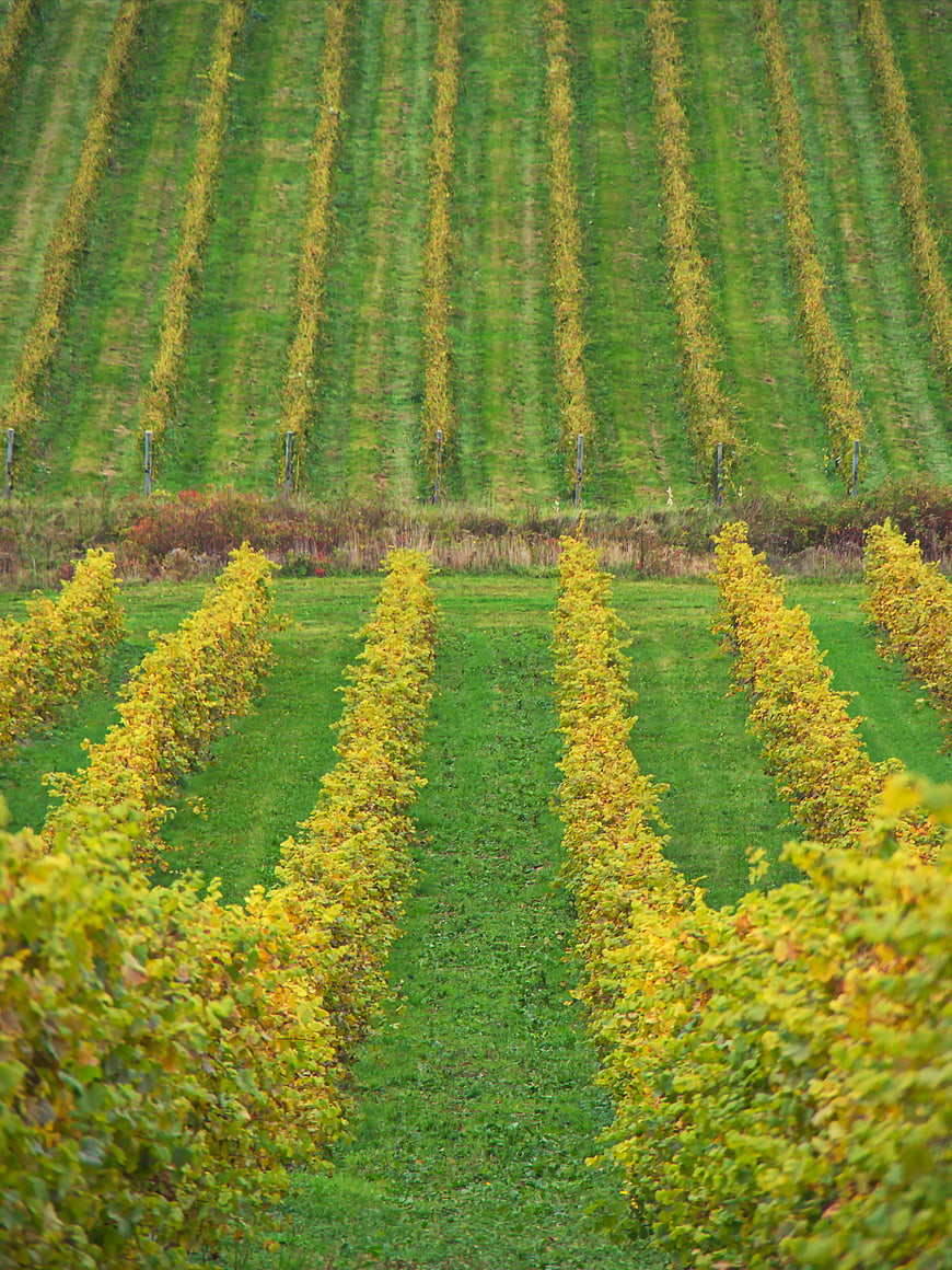 Rows of grapevines in a vineyard with autumn colors