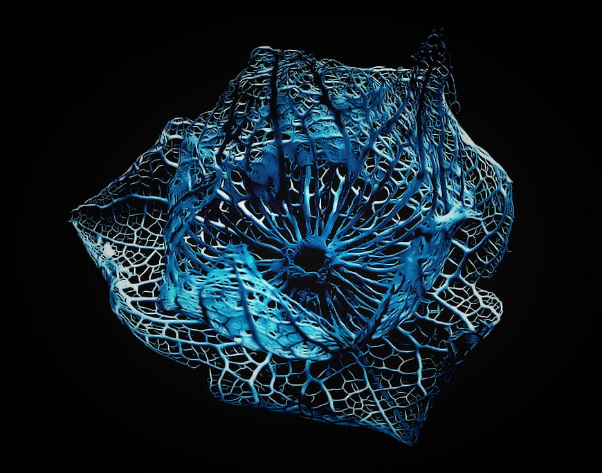 Blue skeletal plant structure isolated on black background
