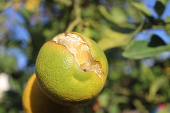 Close-up of a green lemon with a bite taken out on a tree