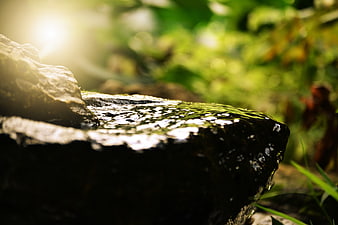 Close-up of water flowing over a rock in a sunlit forest