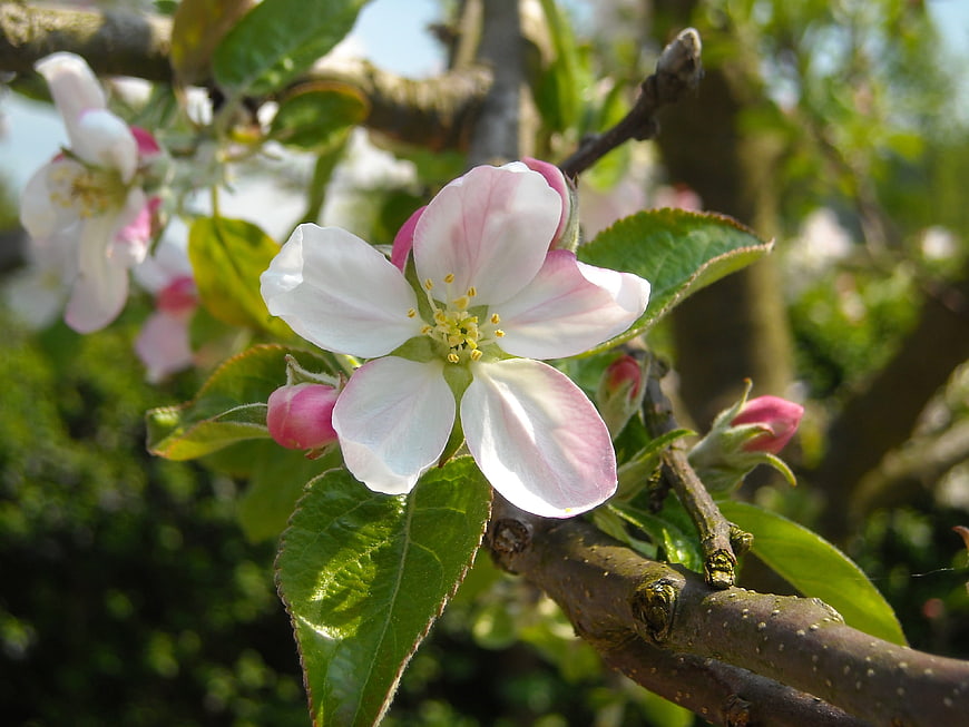 Close-up of pink and white apple blossom on a branch