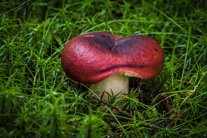 Red mushroom growing in green moss closeup