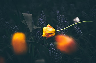 Yellow Tulip in Dark Garden with Purple Flowers