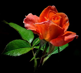 Vibrant Orange Rose Close-up on Black Background