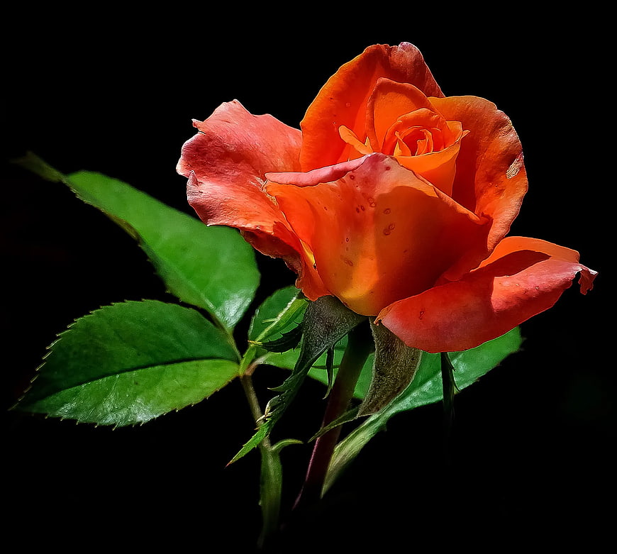 Vibrant Orange Rose Close-up on Black Background