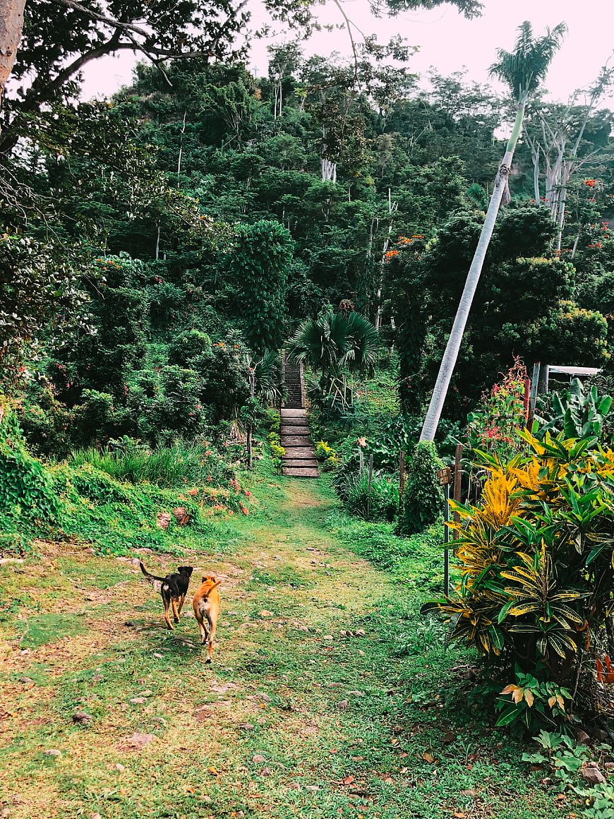 Two Dogs Walking on a Tropical Jungle Path