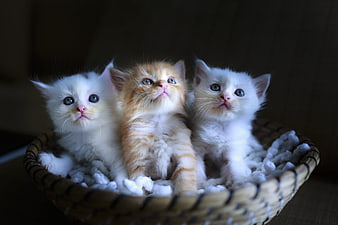 Three fluffy kittens sitting in a woven basket