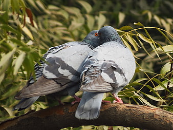 Two Pigeons Nestling Together On A Tree Branch