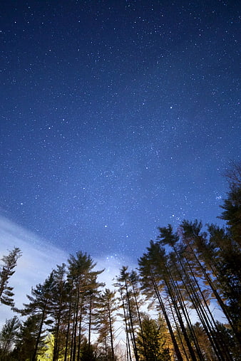 Starry Night Sky Over Pine Forest Canopy