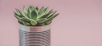 Green Succulent Plant in Tin Can on Pink Background