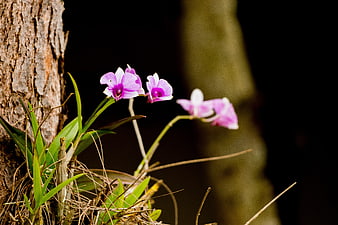 Purple Orchid Blooming on Tree Bark in Forest