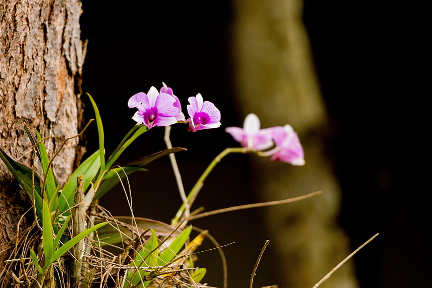 Purple Orchid Blooming on Tree Bark in Forest