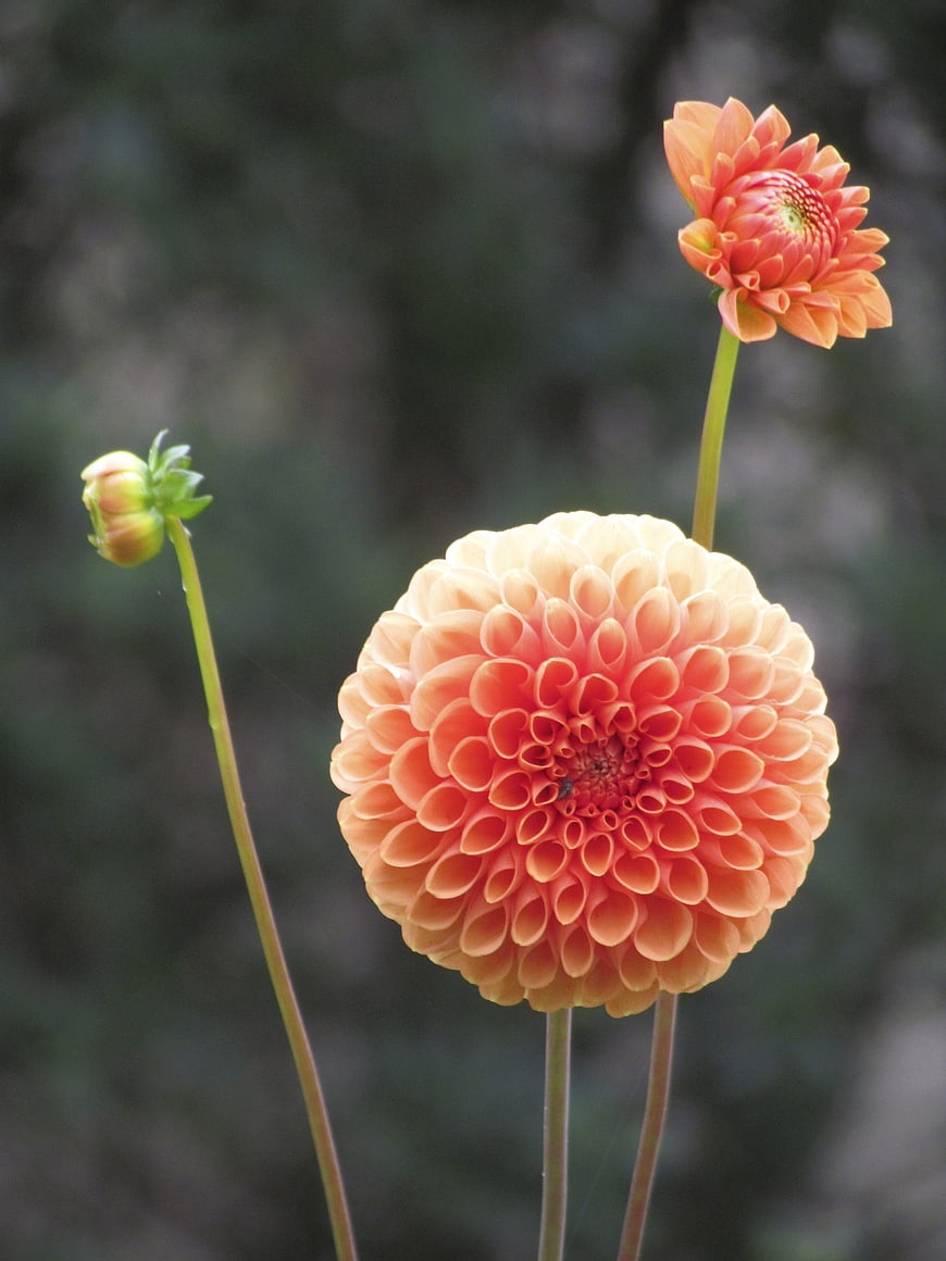 Close-up of Peach and Orange Dahlia Flowers in Garden