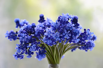 Bouquet of Blue Grape Hyacinth Flowers
