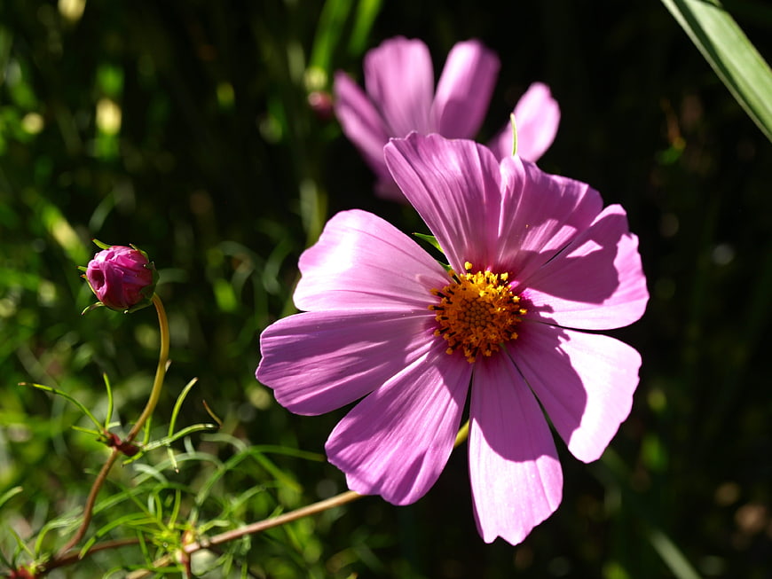 Close-up of pink cosmos flower with yellow center in garden