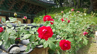 Vibrant red roses blooming near traditional Korean architecture