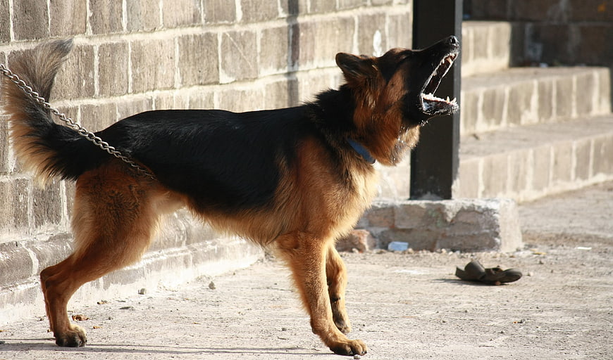German Shepherd Dog Barking Aggressively on a Chain