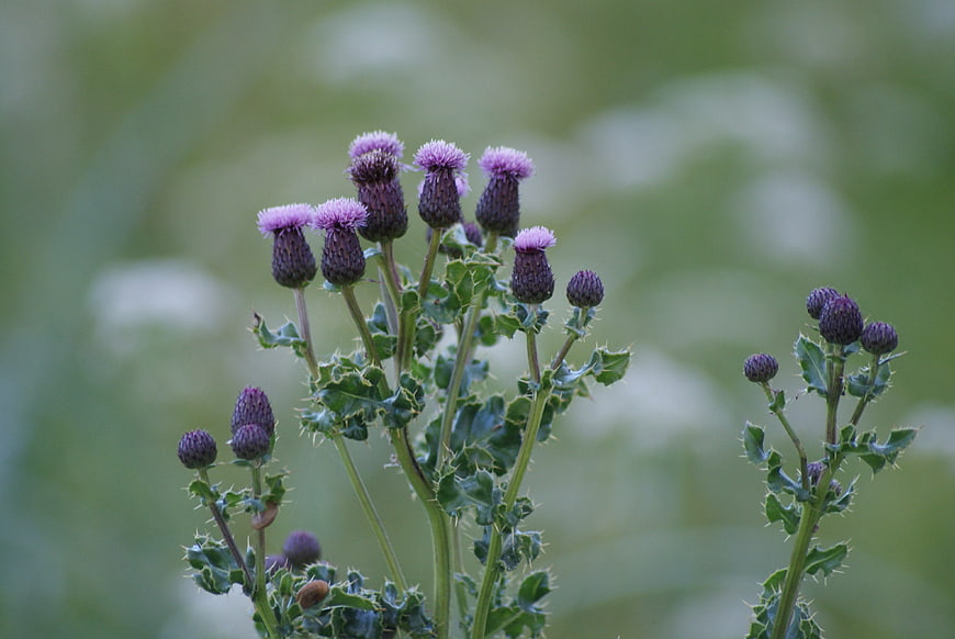 Purple Thistle Flowers with Spiky Leaves on Green Background