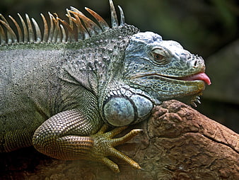 Close-up of Green Iguana on Tree Branch
