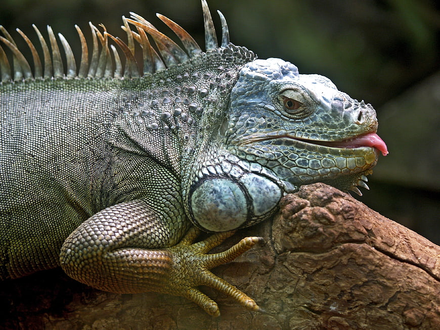 Close-up of Green Iguana on Tree Branch