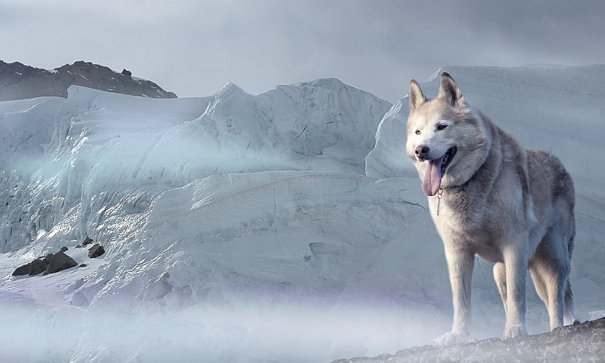 Husky Dog Standing on Glacier Ice in Winter Landscape