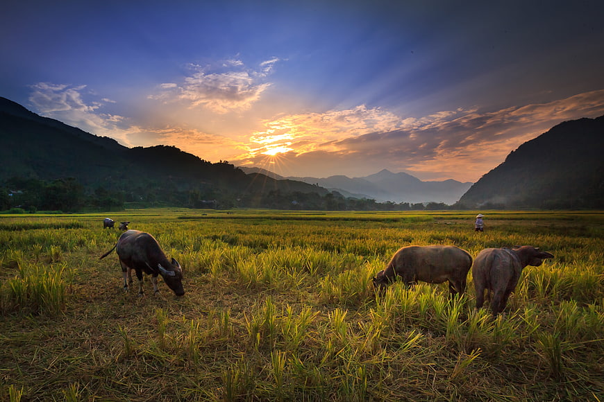 Water Buffalo Grazing in Golden Rice Paddy at Sunset