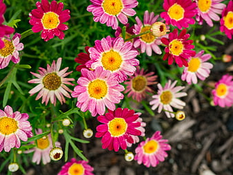Vibrant Pink and Yellow Marguerite Daisy Flowers