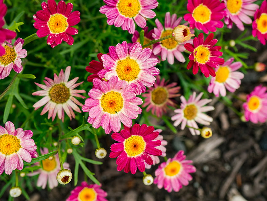 Vibrant Pink and Yellow Marguerite Daisy Flowers