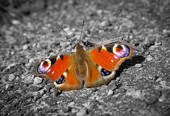 European Peacock Butterfly on Gravel with Selective Color