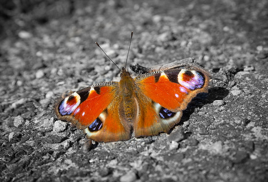 European Peacock Butterfly on Gravel with Selective Color