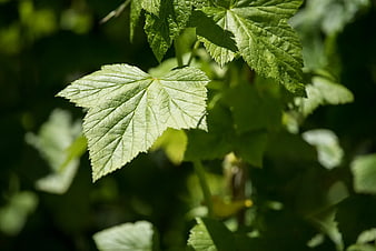 Close-up of vibrant green leaf with detailed texture in sunlight