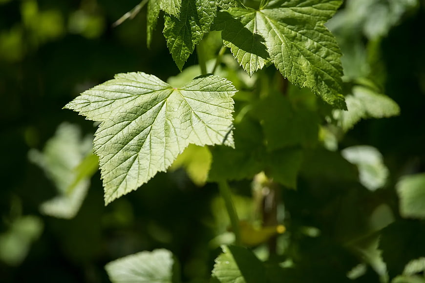 Close-up of vibrant green leaf with detailed texture in sunlight