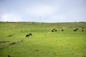 Black Cows Grazing on Green Rolling Hills Pasture