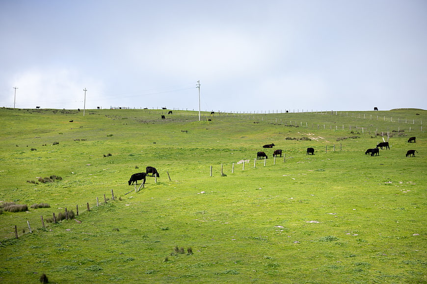 Black Cows Grazing on Green Rolling Hills Pasture