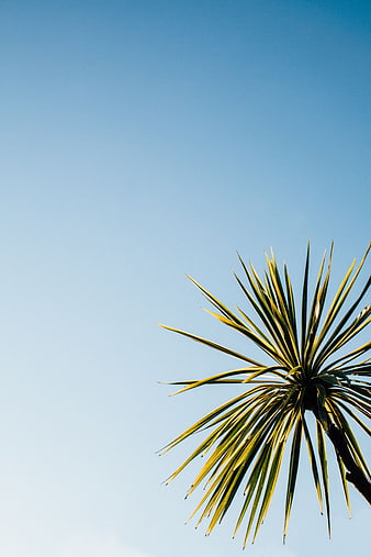 Yucca plant against clear blue sky with copyspace