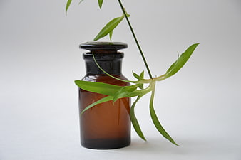Amber glass bottle with green plant stem on white background