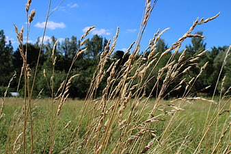 Golden Grass Stalks in a Summer Meadow
