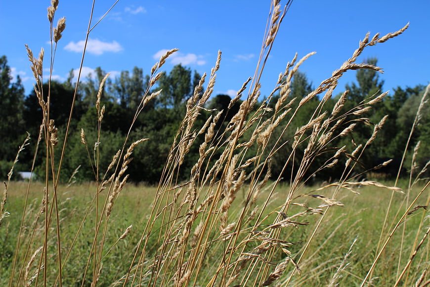 Golden Grass Stalks in a Summer Meadow