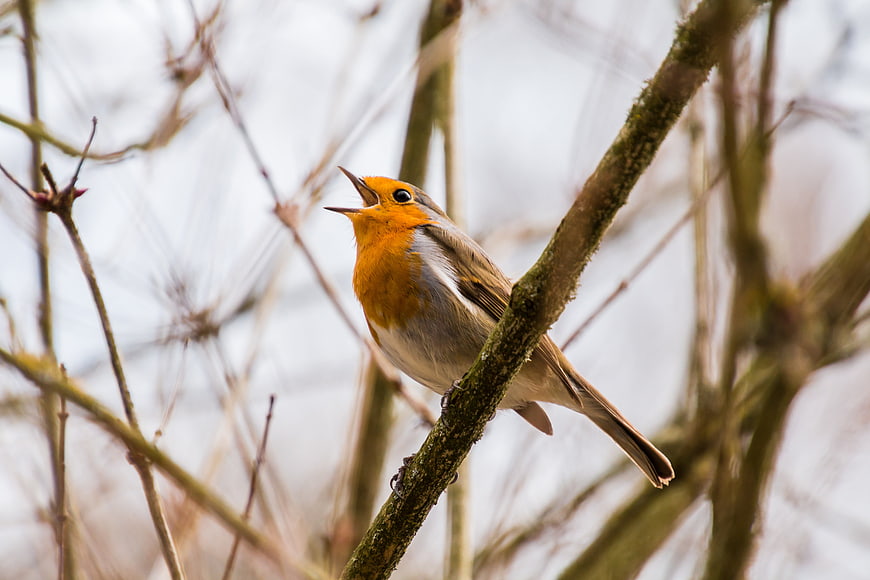 European Robin Singing on a Mossy Branch