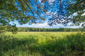 Summer Meadow Landscape Framed By Overhanging Pine Branches