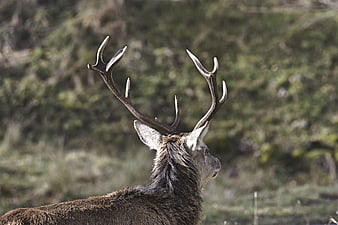 Red Deer Stag with Antlers in Natural Habitat